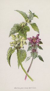 White and Red Dead-Nettles by Frederick Edward Hulme