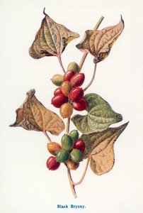 Wild Fruits of the Countryside: Black Bryony