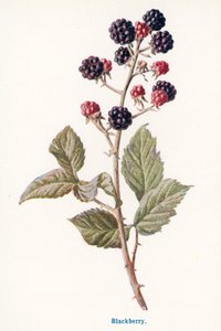 Wild Fruits of the Country-side: Blackberry by Frederick Edward Hulme