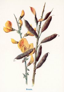 Wild Fruits of the Countryside: Broom by Frederick Edward Hulme