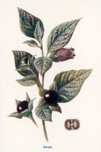 Wild Fruits of the Country-side: Dwale by Frederick Edward Hulme