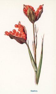 Wild Fruits of the Country-side: Gladdon