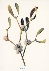 Wild Fruits of the Country-side: Mistletoe