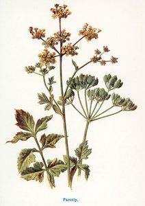 Wild Fruits of the Country-side: Parsnip by Frederick Edward Hulme