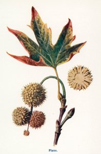 Wild Fruits of the Countryside: Plane by Frederick Edward Hulme