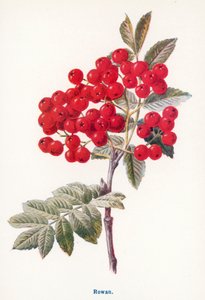 Wild Fruits of the Country-side: Rowan