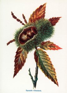 Wild Fruits of the Country-side: Spanish Chestnut by Frederick Edward Hulme