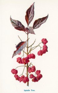 Wild Fruits of the Country-side: Spindle Tree