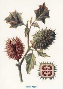Wild Fruits of the Country-side: Thorn Apple