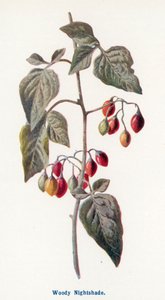 Wild Fruits of the Country-side: Woody Nightshade by Frederick Edward Hulme