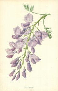 Wistaria by Frederick Edward Hulme
