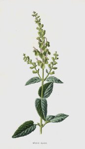 Wood Sage by Frederick Edward Hulme