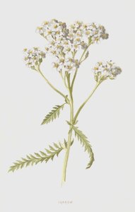 Yarrow