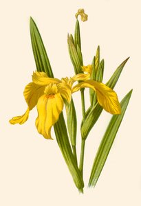 Yellow Iris