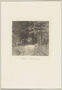 Fir Woods near Leith Hill, Surrey by Frederick H. Evans