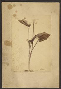 Calla Lily
