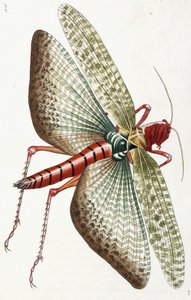 Egyptian Locust, 1790