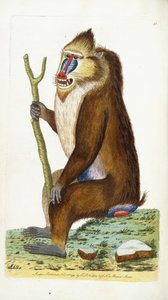 Variegated Baboon or Mandrill Mandrillus Sphinx by Frederick Polydor Nodder