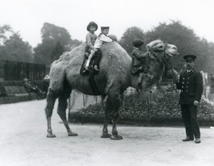 A Bactrian Camel ride with keeper Harry Warwick at London Zoo, June 1924