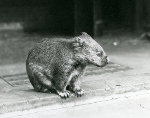 A Bare-nosed/Common/Coarse Haired Wombat sitting on the ground at London Zoo in 1929 by Frederick William Bond
