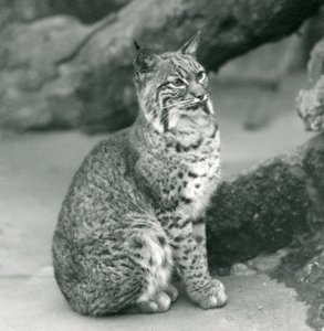 A Bay Lynx or Bobcat sitting up at London Zoo