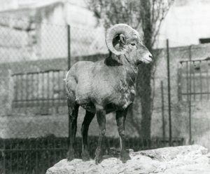 A Bighorn Sheep Ram Standing on a Rock Looking Out Over His Enclosure at the Foot of the Mappin Terraces, London Zoo, 1931 by Frederick William Bond