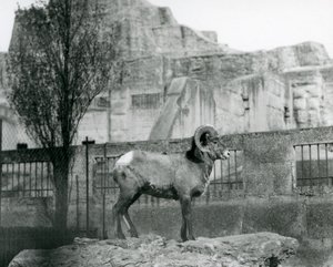 A Bighorn Sheep ram standing on a rock looking out over his enclosure at the foot of the Mappin Terraces, London Zoo. 1931 by Frederick William Bond