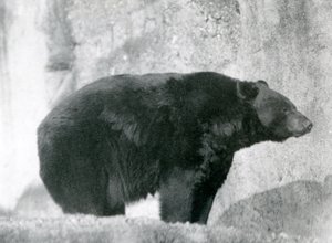 A Black Bear standing in its enclosure, on the Mappin Terraces, at London Zoo in 1924 by Frederick William Bond