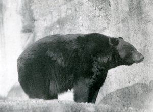 A Black Bear Standing in Its Enclosure, on the Mappin Terraces, at London Zoo in 1924 by Frederick William Bond