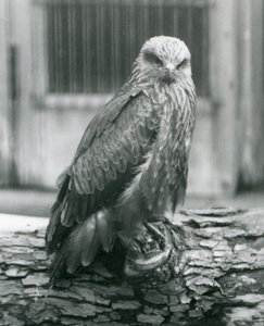 A Black Kite resting on a log, London Zoo, August 1926