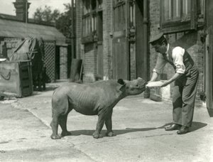 A Black Rhinoceros Calf Being Bottle Fed by Its Keeper, London Zoo, September 1928 by Frederick William Bond