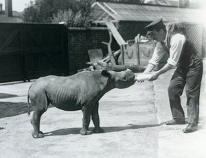 A Black Rhinoceros calf being bottle fed by its keeper, London Zoo, September 1928 by Frederick William Bond