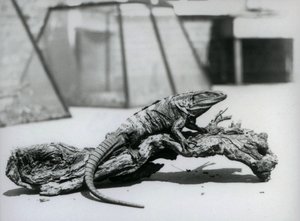 A Black Spiny-tailed Iguana resting on a log at London Zoo in August 1928 by Frederick William Bond