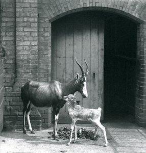 A Blesbok Calf with Its Mother at London Zoo by Frederick William Bond