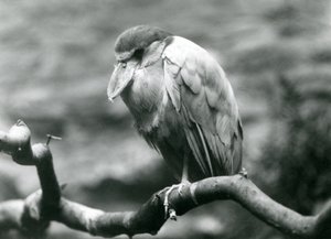 A Boat-billed Heron sitting on a branch at London Zoo, June 1924 by Frederick William Bond