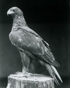 A Booted Eagle Standing on a Tree Stump at London Zoo (June 1926) by Frederick William Bond