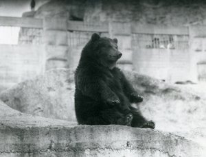 A Brown Bear Sitting Up in Its Enclosure at the Foot of the Mappin Terraces at London Zoo by Frederick William Bond