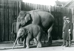 A Burmese Elephant and Her Calf Being Taken for a Walk by Their Keeper, While Two Other Men Look On