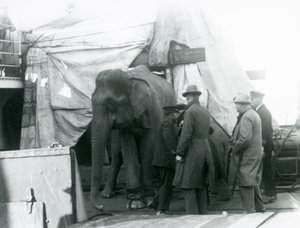 A Burmese Elephant Sheltered Partly Under a Tarpaulin on Deck, with a Trainer and Four Other Men, Travelling to London Zoo in 1927 by Frederick William Bond