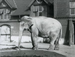 A Burmese Elephant Standing Outside the Elephant House, London Zoo by Frederick William Bond