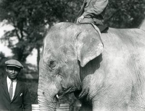 A Burmese Elephant with its trainer and another man, London Zoo, September 1926 by Frederick William Bond