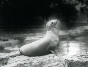 California Sea Lion at London Zoo, September 1925 by Frederick William Bond