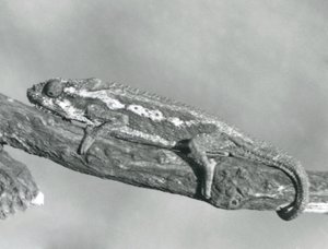 A Cape Dwarf Chameleon Holding on to a Branch, London Zoo (1927) by Frederick William Bond