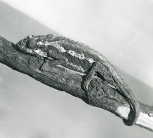 A Cape Dwarf Chameleon Holding on to a Branch, London Zoo (1927) by Frederick William Bond