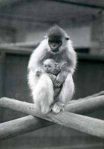 A Capped Langur Holding Baby While Sitting on a Beam, London Zoo, 6th October 1913 by Frederick William Bond