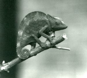 A Chameleon Holding on to the End of a Branch, London Zoo (1927) by Frederick William Bond