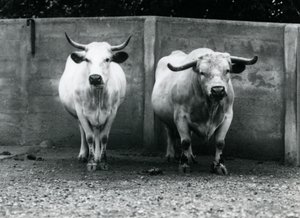A Chartley Bull and Cow at London Zoo by Frederick William Bond