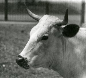 A Chartley Cow at London Zoo, July 1924 by Frederick William Bond