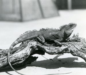 A Chinese/Asian/Thai/Green Water Dragon Resting on a Log at London Zoo in 1928 by Frederick William Bond
