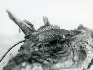 A Climbing Perch resting on a dead branch, out of water at London Zoo in September 1928 by Frederick William Bond